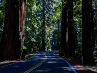 Highway 101 road going through Redwood national park near Crescent city, California, Image shows the bending road going into the forest and the sun struggling to get through the trees, October 2023