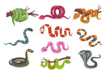 Obraz premium Cartoon reptiles. Different types color snakes. Poisonous and suffocating animals. Scaly creature with venom. Terrarium serpent. Predator on branch. Cobra and python. Splendid png set