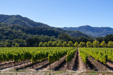 Fototapeta na wymiar vineyard in California, Image shows a vineyard along highway 101 between San Francisco and Los Aneles on a hot clear day, October 2023