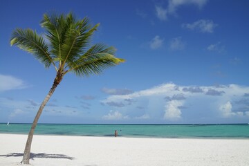 Fototapeta na wymiar Single palm tree standing stoically on a sandy beach.