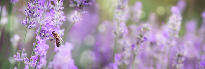 Honey bee on lavender flower in flower bed in garden in summer. Harvesting lavender nectar.