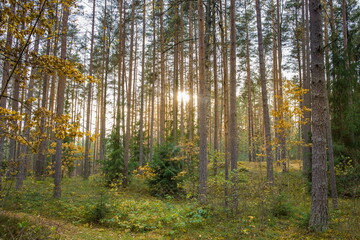 Autumn forest scenery with rays of warm light illumining the gold foliage