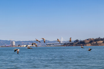 Pelicans flying over the sea, Image show a flock of pelicans flying low over the San Francisco bay with Oakland bay bridge and treasure island in the background, October 2023 