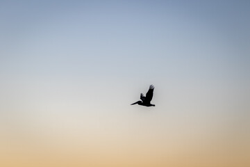 silhouette of a pelican on a sunset, image show the silhouette of pelican in the san francisco bay...