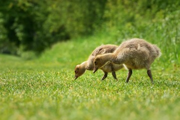 Adorable ducklings in a rural outdoor setting, merrily enjoying a meal of fresh grass