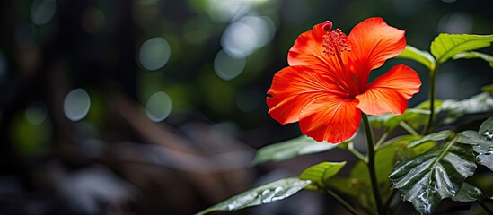 The isolated red tropical flower stands out amongst the green leaves of the tree its vibrant orange color capturing the beauty of nature in the floral garden