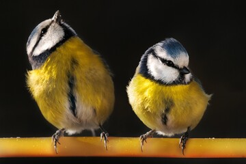 Great Tits perched atop yellow metal bars against a dark background