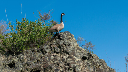 Goose On Hill