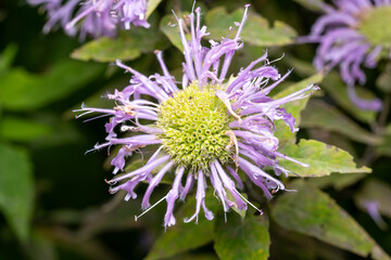 wild bergamot