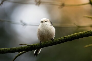 Closeup shot of a cute long-tailed tit perched on a branch. Aegithalos caudatus.