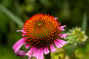 purple coneflower