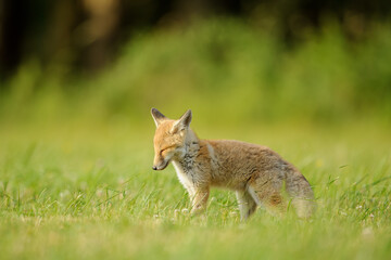 Small red fox standing with closed eyes from side in green meadow.Blur smooth bokeh.