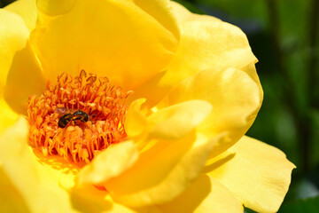 Honey bee on yellow rose