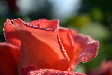 Beautiful rose flower with drops of dew on top of petals
