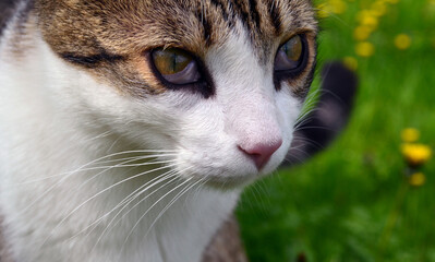 Portrait of a cat with third eyelid disease