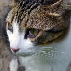 Sick cat with third eyelid disease