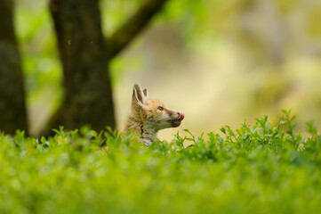Hatching head of a young fox from a tall blueberry tree in a forest environment