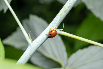 Seven-spotted Lady Beetle