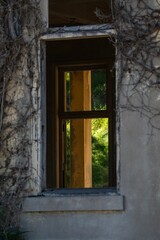 a window and an overgrown plant in an old building