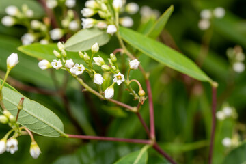 hemp dogbane