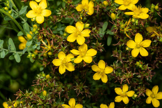 common St. John's-wort