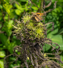 Huron Sachem Skipper