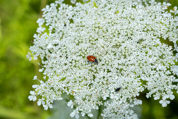 Convergent Lady Beetle on Queen Anne's lace