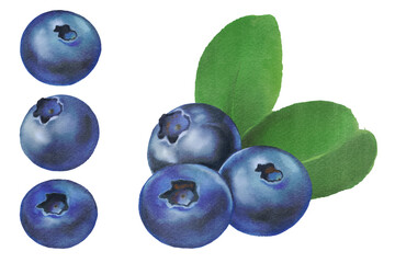 blueberries isolated Hand drawn illustration on transparent background