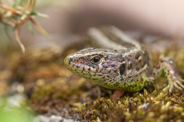 Lizard on a stone