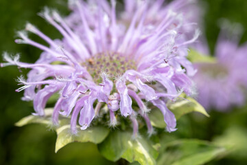 wild bergamot