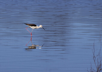 Side view of common stilt (Himantopus himantopus) reflecting in calm blue waters