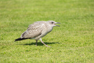 Closeup of juvenile herring gull Larus argentatus on a green grass lawn