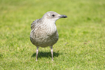 Closeup of juvenile herring gull Larus argentatus on a green grass lawn