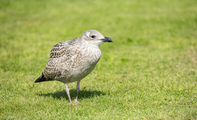 Closeup of juvenile herring gull Larus argentatus on a green grass lawn