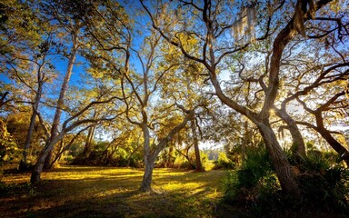 Obraz premium Picturesque view of a park with trees basking in the warm sunlight.
