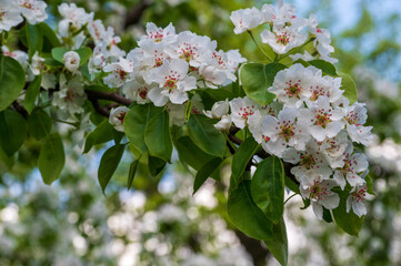 Pear blossoms