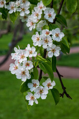 Pear blossoms