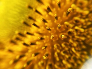 Macro shot of details on a blooming yellow sunflower