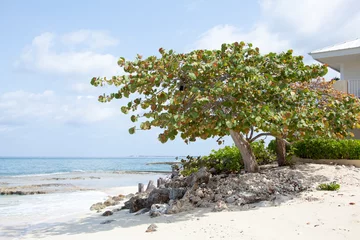Cercles muraux Plage de Seven Mile, Grand Cayman Grand Cayman Island Seven Mile Beach Tree