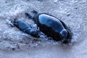 Female harbor seal (Phoca vitulina) with newborn pup, in Point Lobos Nature Reserve. Emerging from the ocean, laying on beach, surrounded by incoming wave. 
