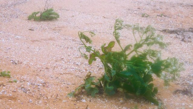 Common colewort (Crambe maritima) on the background of a stormy sea, strong wind. The barrier beach Arabatskaya Strelka stretches for 100 km. Sea of Azov