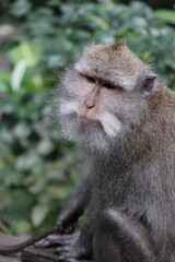 Macaca Fascicularis 