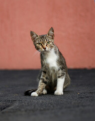 cat against the wall