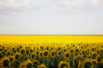 field of sunflowers