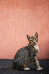 cat against the wall