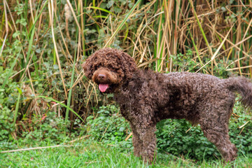 Choclate colored Romagnolo Lagotto in autumn park. Outdoor portrait of a dog. 