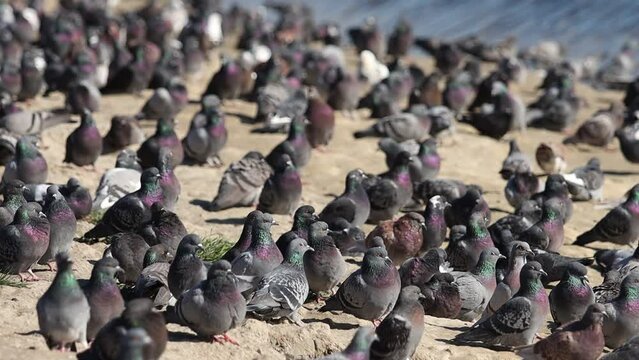 flock of pigeons sitting on the ground slow motion