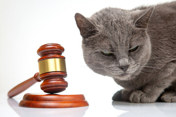 gray cat and a hammer for making judicial decisions on a white background. laws to protect animals