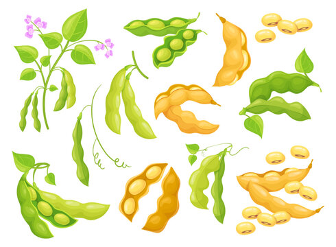 Raw soy bean. Soybean pod, growing soybeans cultivation, green white and yellow cartoon soya beans seed plant, agriculture vegetables farming protein food, neat vector illustration