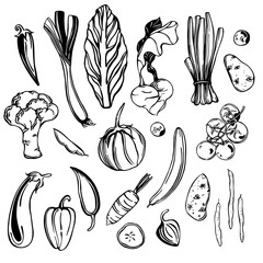 Sketch vegetables.   Sketch  illustration.